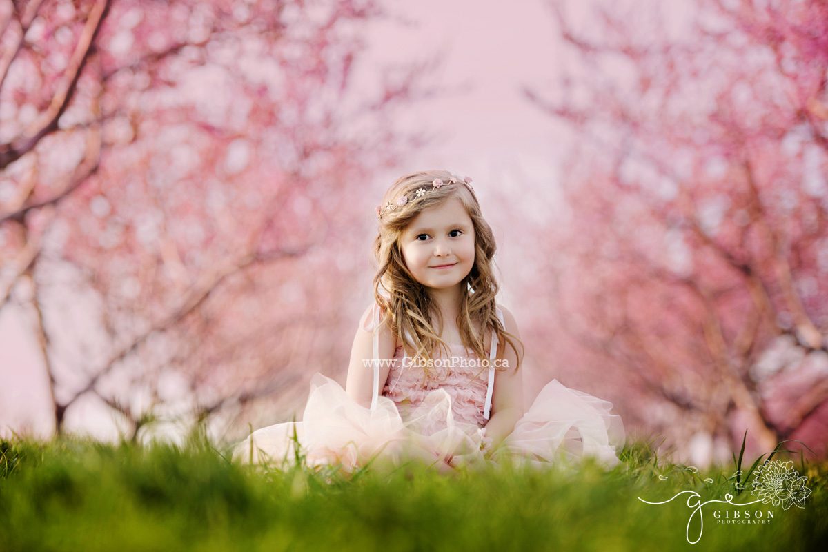 Cherry Blossom Photography