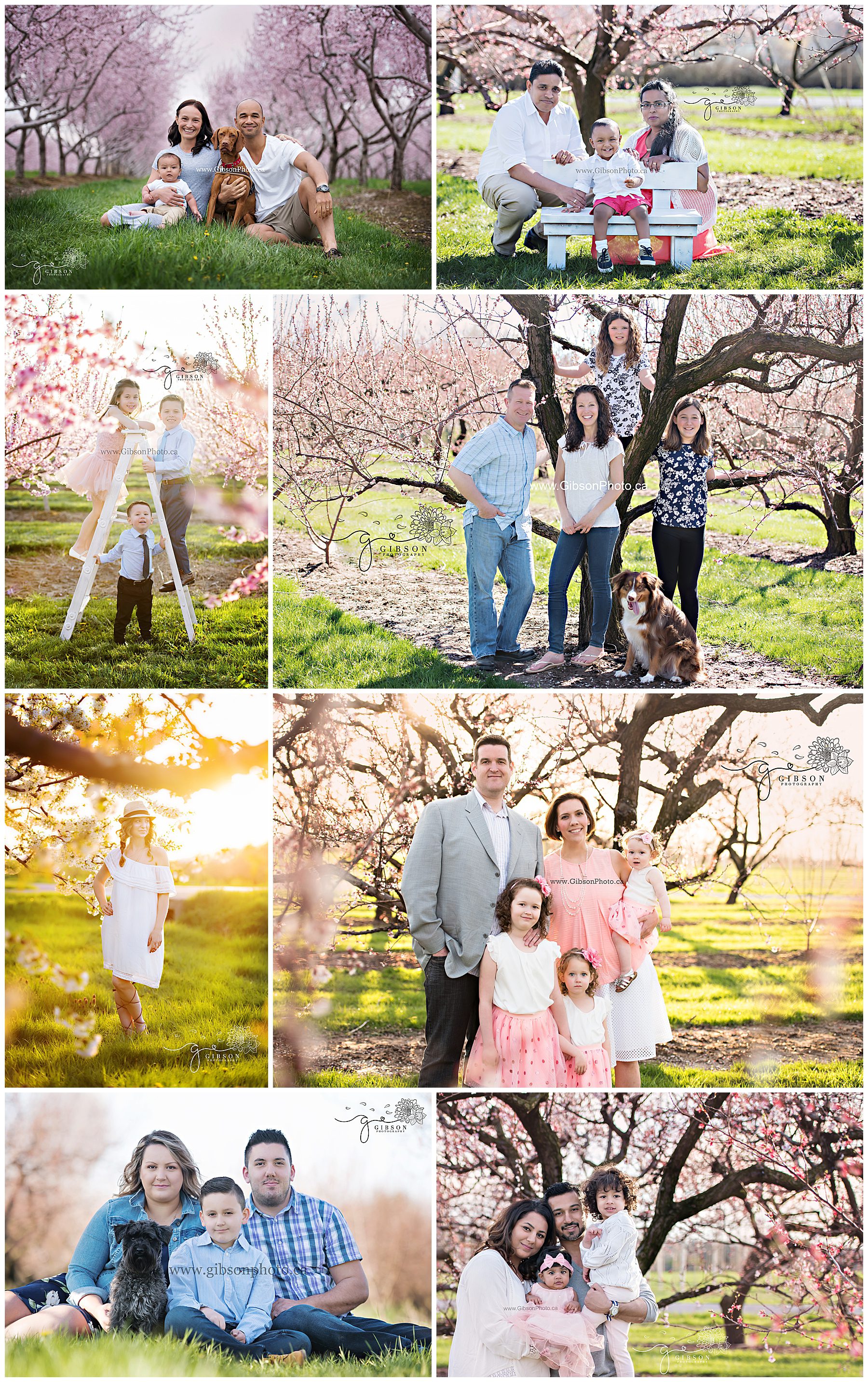 Cherry Blossoms Burlington Photographer