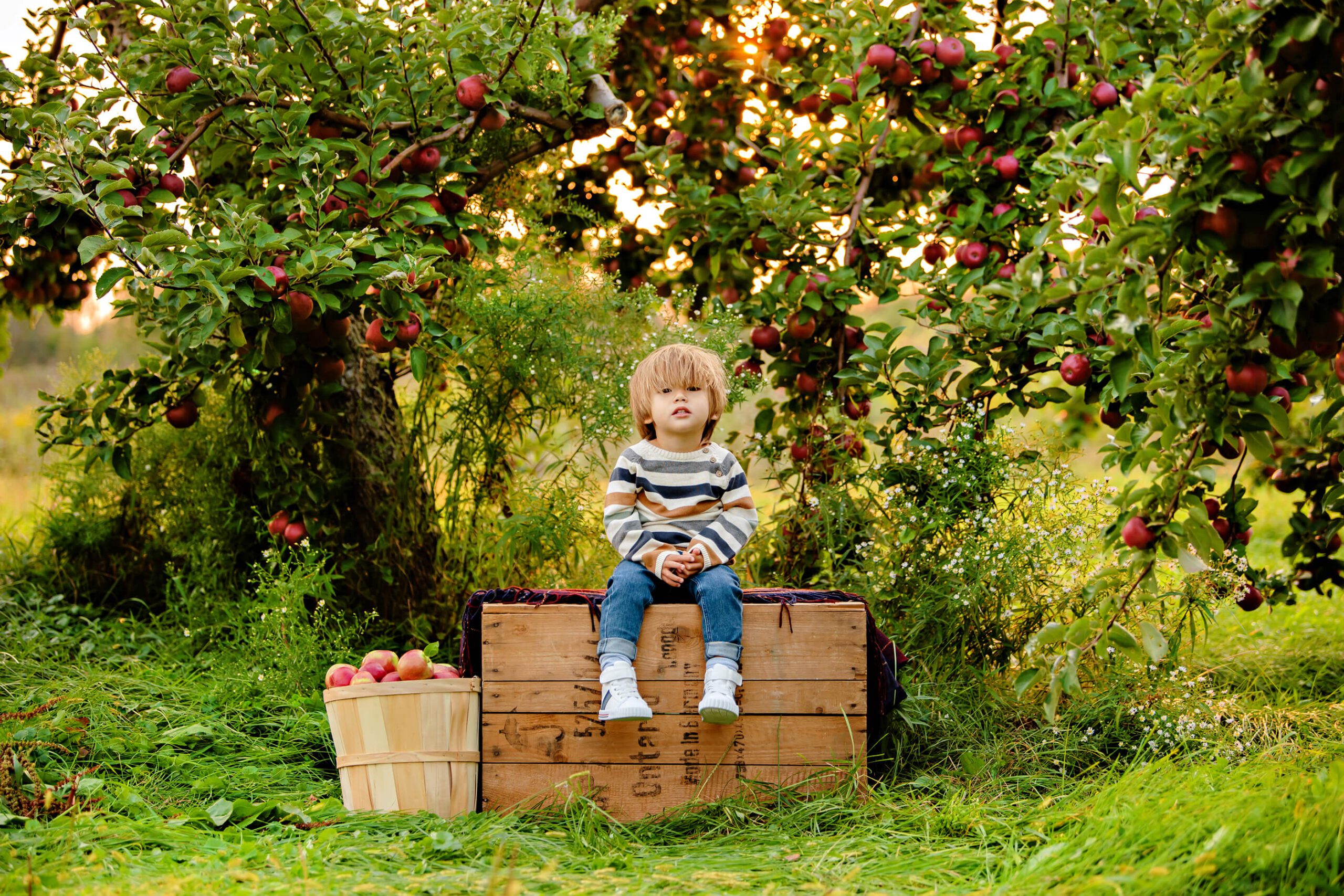 little boy at his family photos at the apple orchard