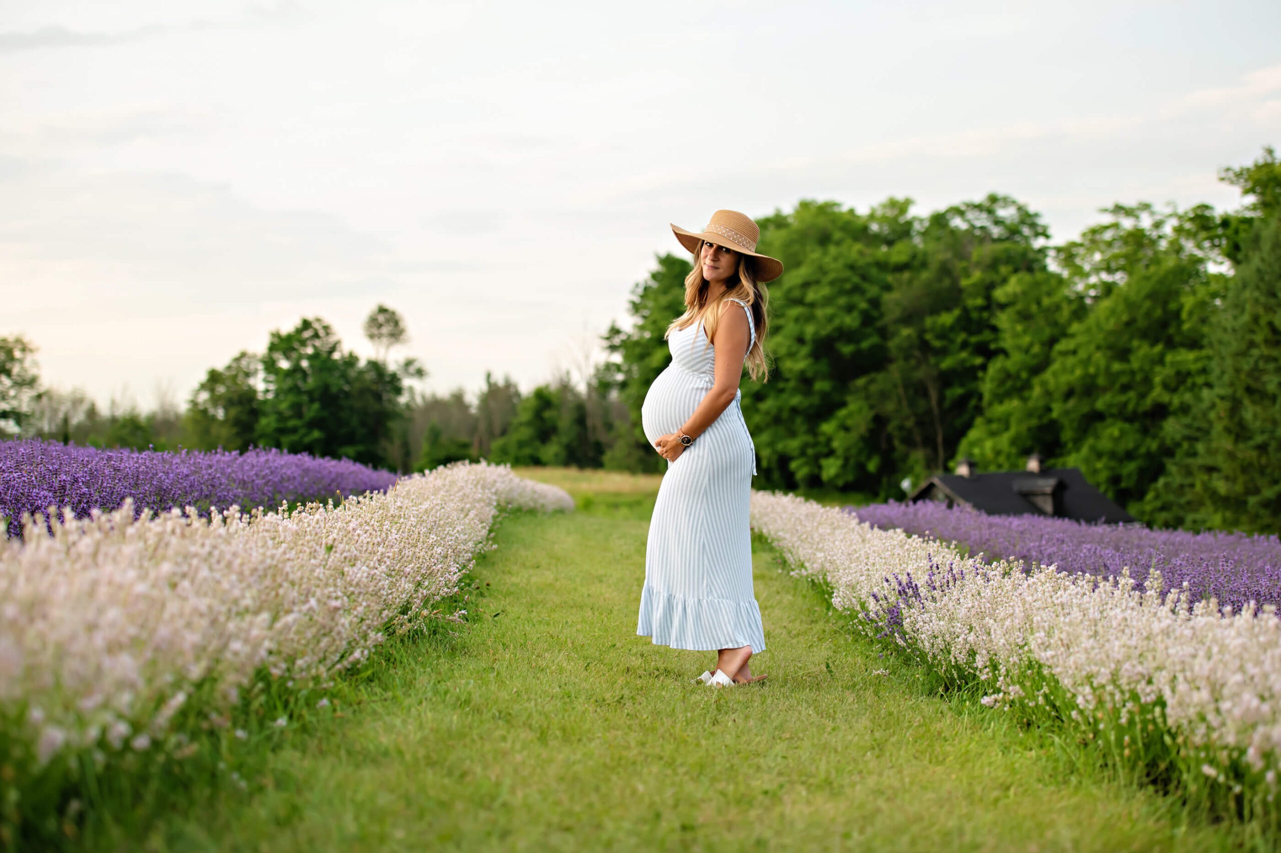 lavender field Toronto & Burlington maternity photography session