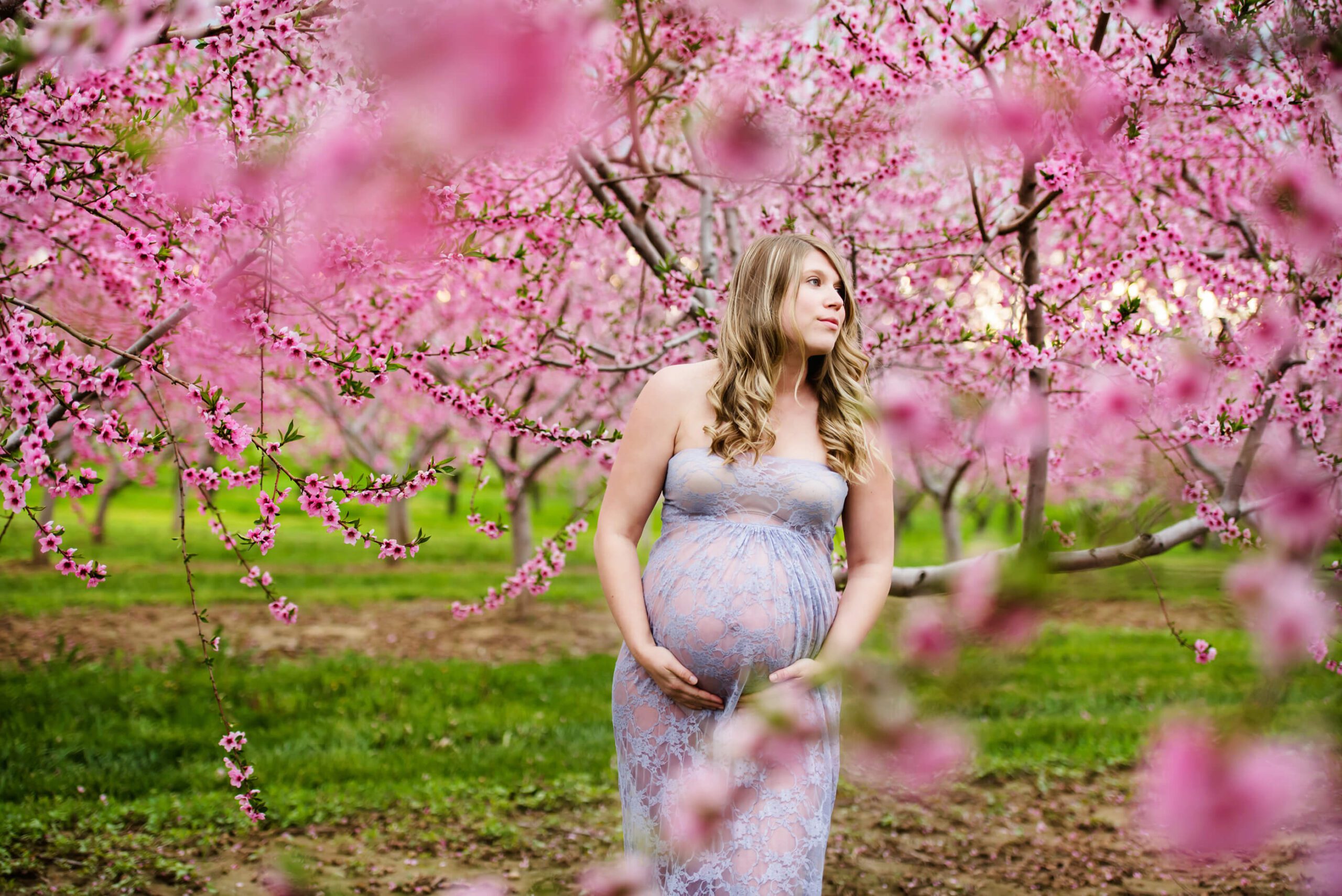 Gorgeous momma to be in a lavender lace maternity dress in the cherry blossoms Burlington Ontario 