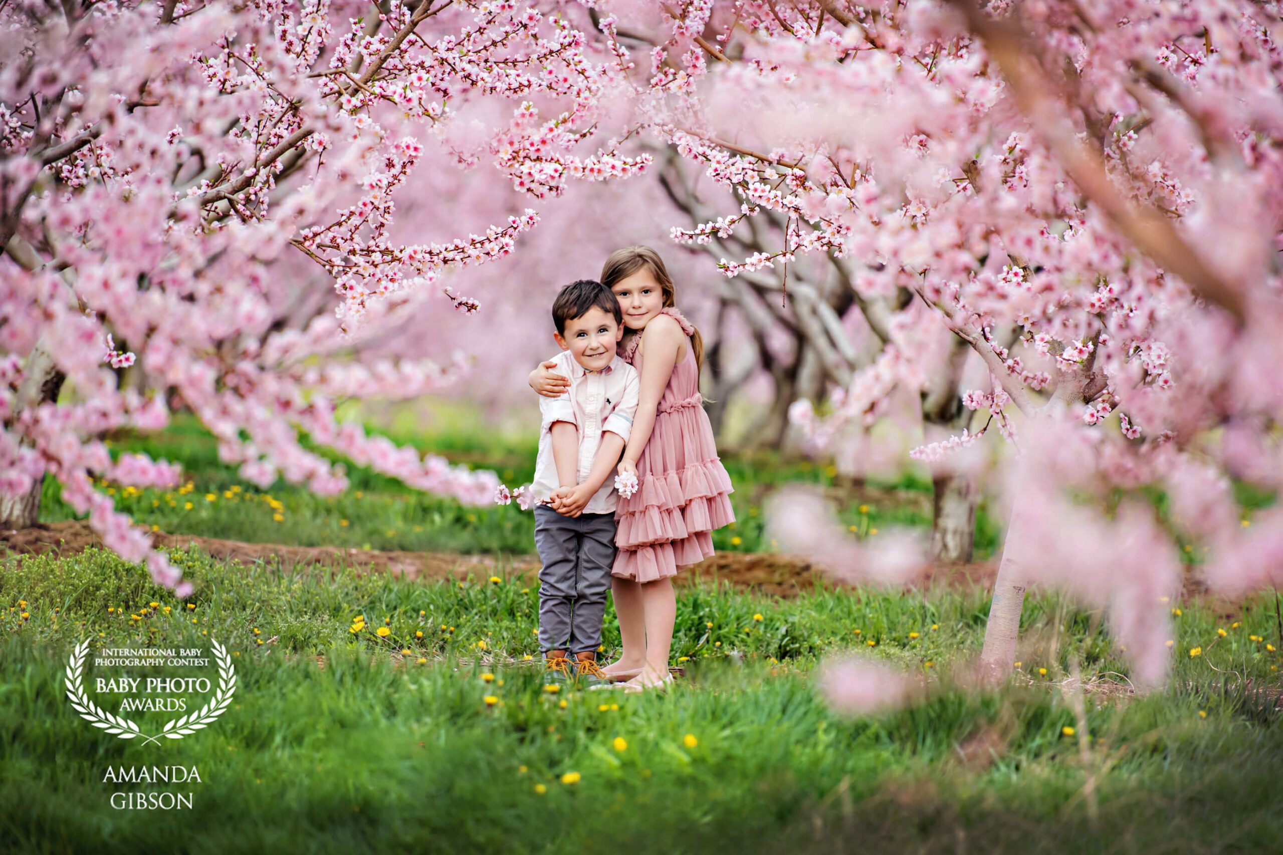boy and girl in the Cherry Blossom Burlington orchard wearing pink hugging.