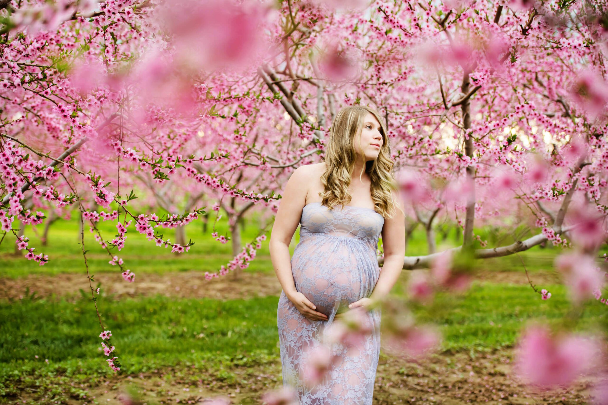 blonde woman wearing a lilac lace maternity dress in the pink blossom orchard.