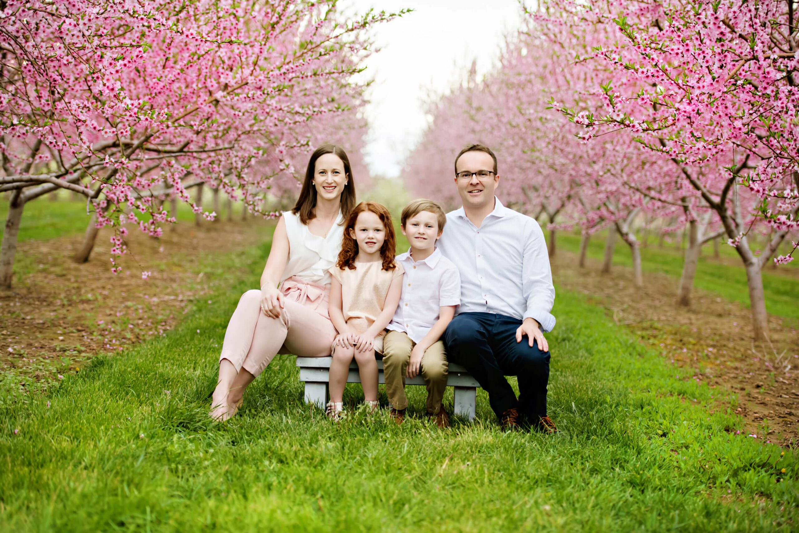 Mom, dad and brother and sister in the pink blossom orchard for their family photos sitting on a small white bench.